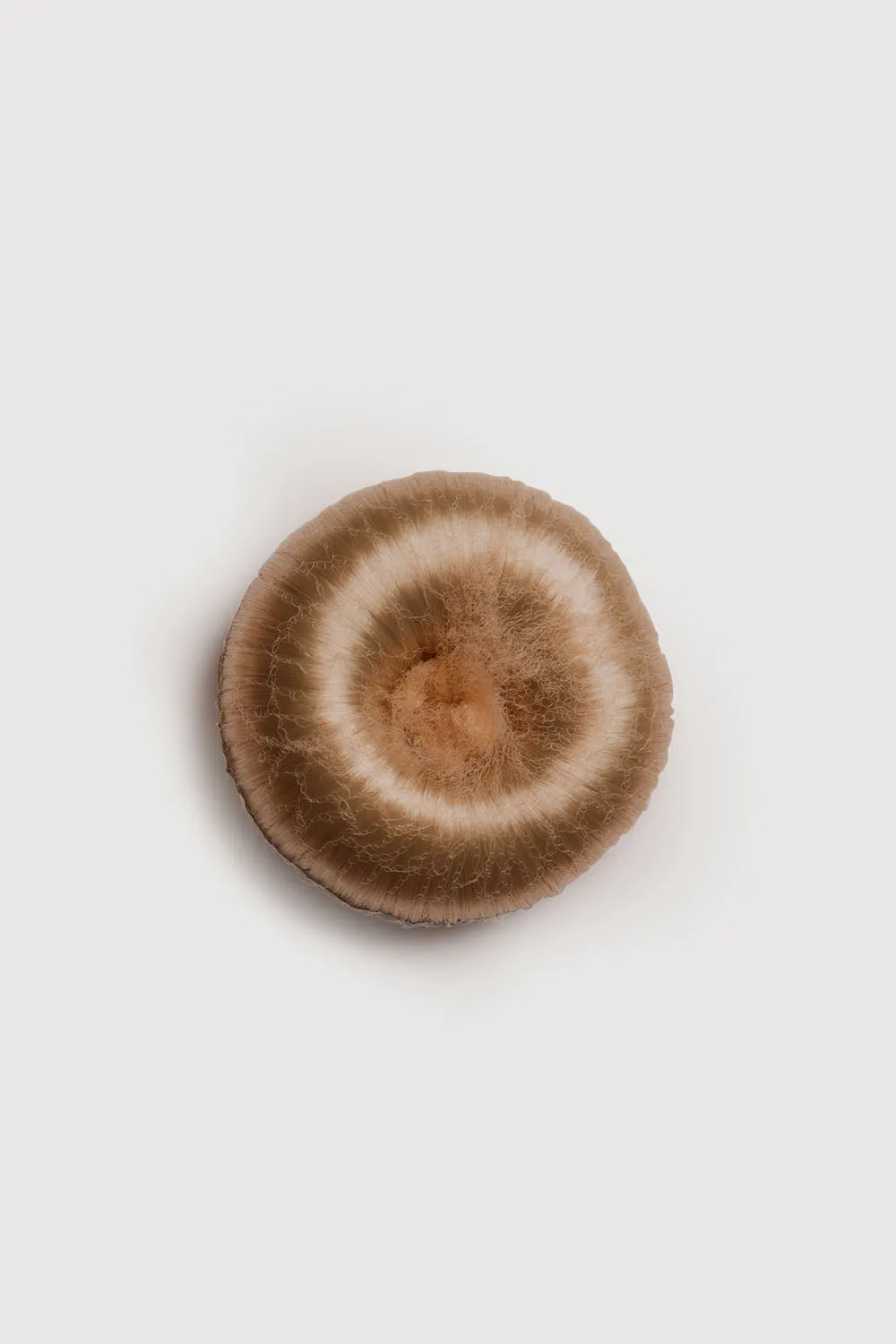 30110M - Bloch Medium Hair Donut