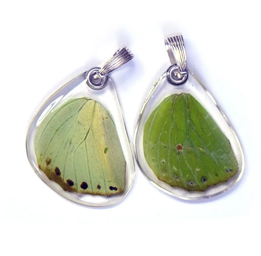 Butterfly wing pendant ONLY, Charaxes Eupale, bottom wing