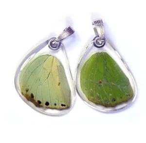 Butterfly wing pendant ONLY, Charaxes Eupale, bottom wing